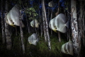   Bat Fish Night part my Underwater Surrealism body work. This image referencing their common name Fish. work  